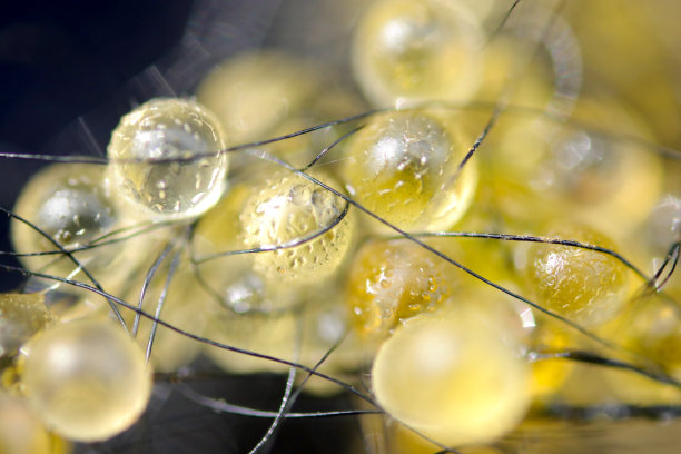 闪闪发光的金色日本水母卵(人工产卵床附生，(使用微距镜头，特写照片与闪光灯)图片下载