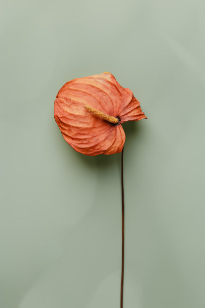 秋天的颜色静物最小的风格照片，顶部视图生动的橙色花马蹄莲在橄榄色的背景。最小的美学花设计平面海报。一朵干爽的秋花图片下载