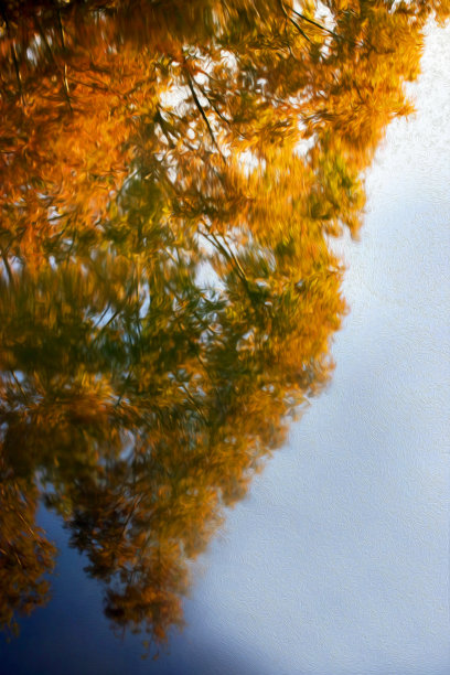 水杉树带着橙色和绿色的秋叶，倒映在平静的湖面上。图片下载