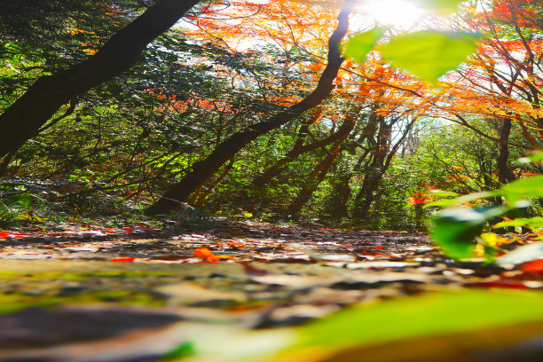 一个明亮的秋天森林道路的动画风格的图像照片，透视强调和明亮生动的色彩修饰。图片下载