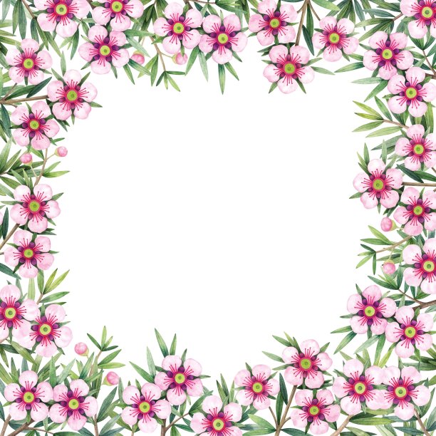 麦卢卡方形框架。枝叶和果实。手绘水彩插图，孤立在白色背景上。图片下载