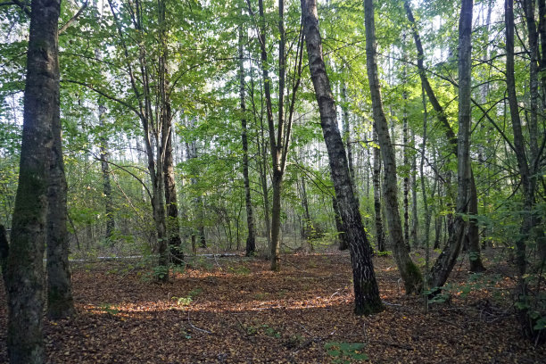印度的夏天，在桦树林里。蘑菇时光和美好的夜晚。水平的照片图片下载
