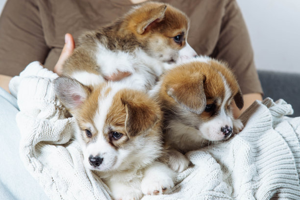 剪短的照片，女主人抱着三只活泼的小狗威尔士彭布罗克柯基狗躺在白色毛衣上。图片下载