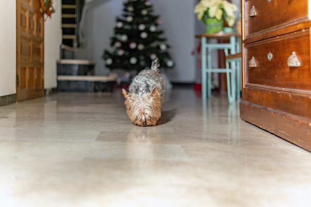 小狗在房子里嗅着地板，房子里有圣诞装饰，背景是圣诞树。图片下载