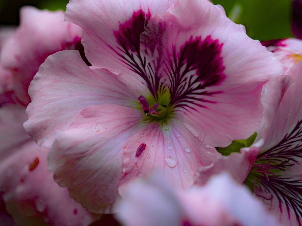 木槿天竺葵图片下载