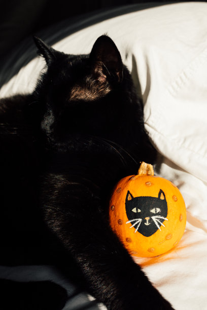 黑猫和迷你橙色南瓜图片下载