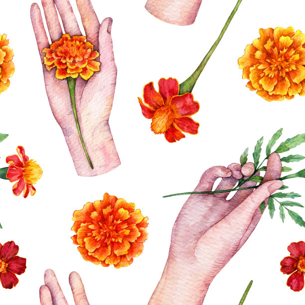 水彩无缝图案与女性手握红色万寿菊花。手绘花卉插图孤立在白色背景。图片下载