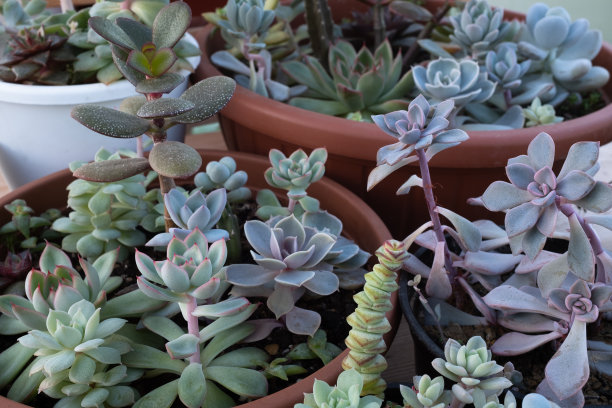 组成多肉园林。背景从多肉植物在锅出版，海报，日历，邮政，屏幕保护程序，壁纸，明信片，横幅，网站。高质量照片图片下载