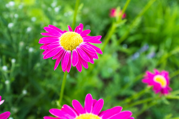 明亮的甘菊在模糊的绿色背景。洋甘菊花粉红色的花瓣海报，日历，邮政，屏幕保护程序，壁纸，明信片，横幅，封面，网站。高质量照片图片下载