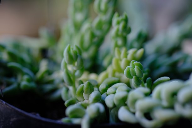 葡萄仙人掌或Sedum morganium是一种植物，在印度尼西亚也被称为驴尾。在英国，这种植物被称为毛驴尾和驴尾。图片下载