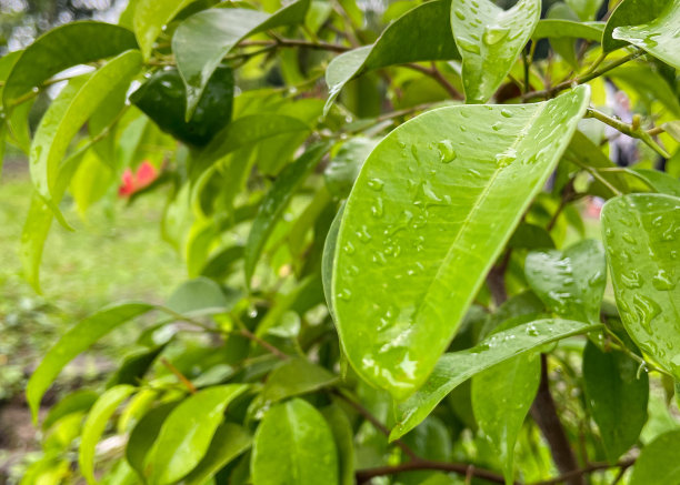 叶子带着露珠靠近。雨后树叶上的晨露——库存照片图片下载