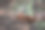 森林里一只松鼠的照片图片下载