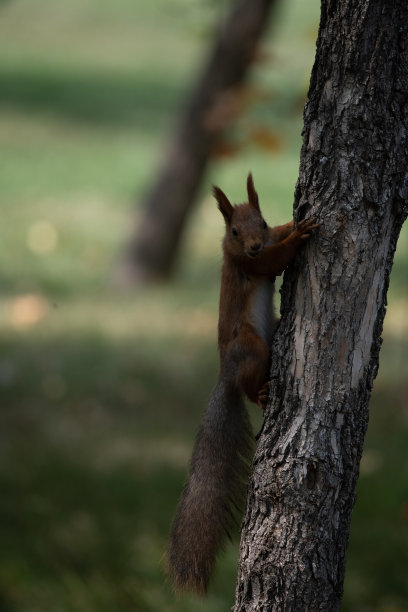 森林里一只松鼠的照片图片下载