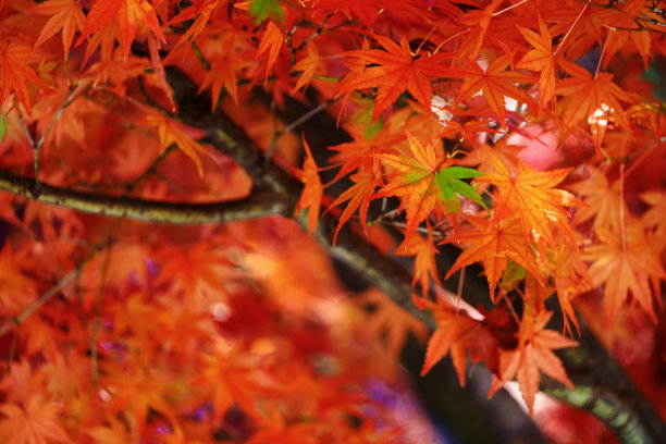 一张特写的背景材料照片，日本枫树秋天的叶子变红了图片下载