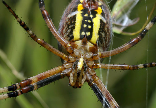 雌性黄蜂蜘蛛的腹部侧面(Nagakoganegumo, Argiope bruennichi)。明亮的草地背景(野生动物特写微距照片)图片下载