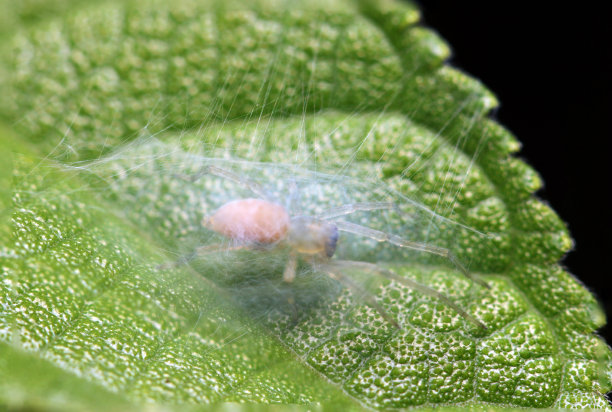 浅棕色的蜘蛛藏在时髦的蜘蛛网里，就像一个睡在大绿叶上的帐篷(野生动物特写微距照片)图片下载