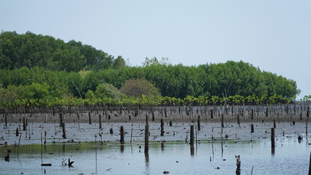 用红树林重新造林图片下载