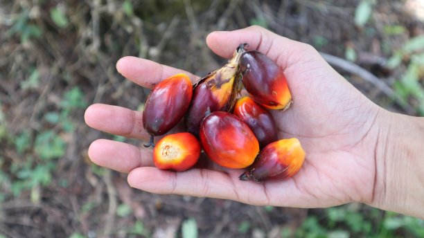 一个油棕农民手里拿着成熟的棕榈果实图片下载