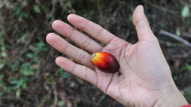 一个油棕农民手里拿着成熟的棕榈果实图片下载