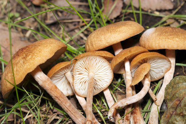 初秋，一群日本无环蜜菇(Naratakemodoki, Armillaria tabescens)蘑菇生长在树林脚下(《自然》特写微距照片)。图片下载