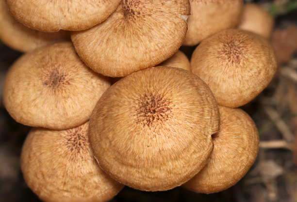 初秋，一群日本无环蜜菇(Naratakemodoki, Armillaria tabescens)蘑菇生长在树林脚下(《自然》特写微距照片)。图片下载