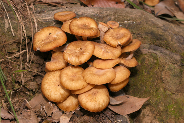 初秋，一群日本无环蜜菇(Naratakemodoki, Armillaria tabescens)蘑菇生长在树林脚下(《自然》特写微距照片)。图片下载