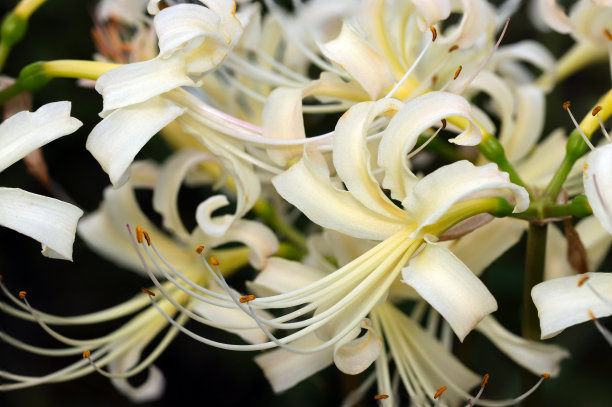 深背景上象牙白色的Higanbana(蜘蛛百合)(野生动物特写微距照片)图片下载