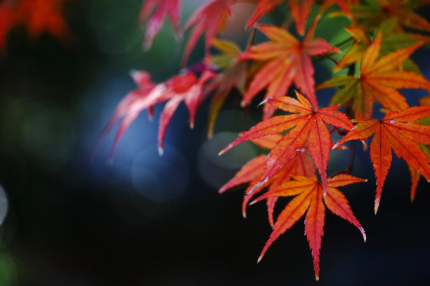 枫叶在秋天变红的特写照片图片下载