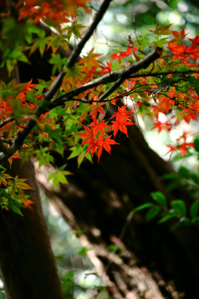枫叶在秋天变红的特写照片图片下载
