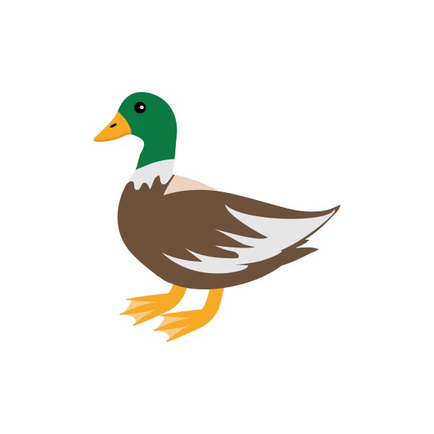 可爱的绿头鸭站着。矢量插图隔离在白色背景上。农场动物图片下载