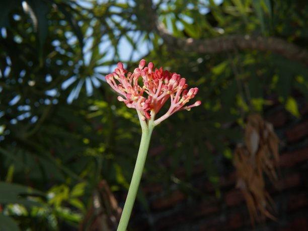 麻疯树的红花或(珊瑚丛，珊瑚植物，麻疯树，碘植物，Betadine，麻疯树医生，麻疯树中国)图片下载
