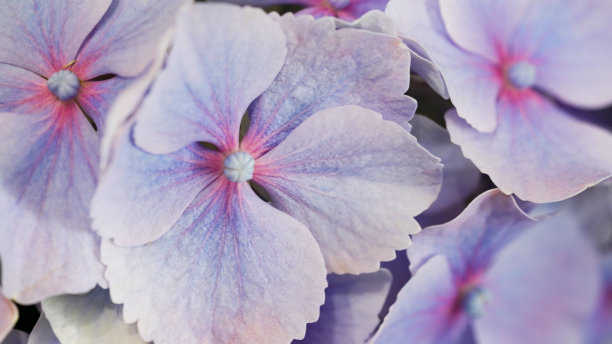 淡蓝色绣球花精致花瓣的特写，选择性聚焦。美丽的自然旗帜脆弱的花朵。园林灌木，开花季节。微距照片，紫色花卉背景。图片下载