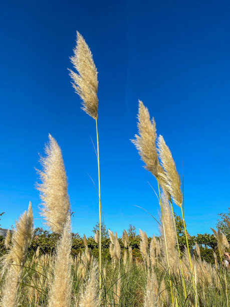 潘帕斯草原衬着蓝天，照片特写图片下载