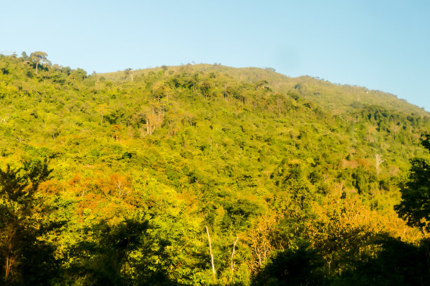 秋天的风景与树木和蓝天，数码照片的图片为背景，拍摄于琅勃拉邦，老挝，亚洲图片下载