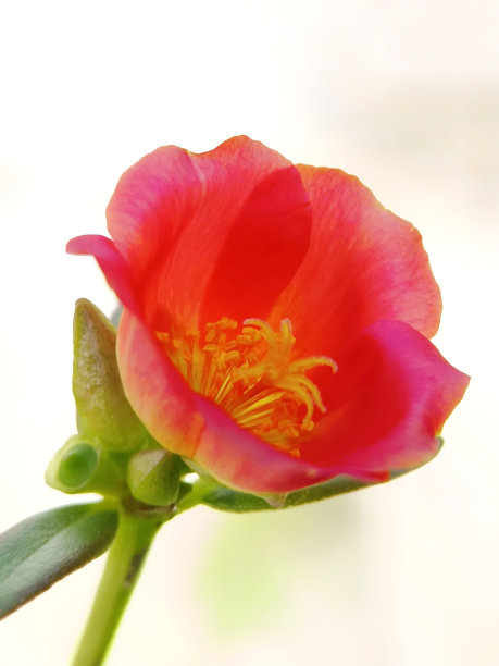 近距离照片的红色苔藓玫瑰马齿苋或日本玫瑰花在花园里图片下载