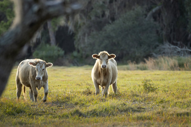 在农田草地上喂牛。在温暖的夏日里，奶牛在绿色的农场牧场上吃草图片下载