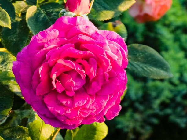 大紫色玫瑰靠近。杂交茶蔷薇，花深紫色。图片下载