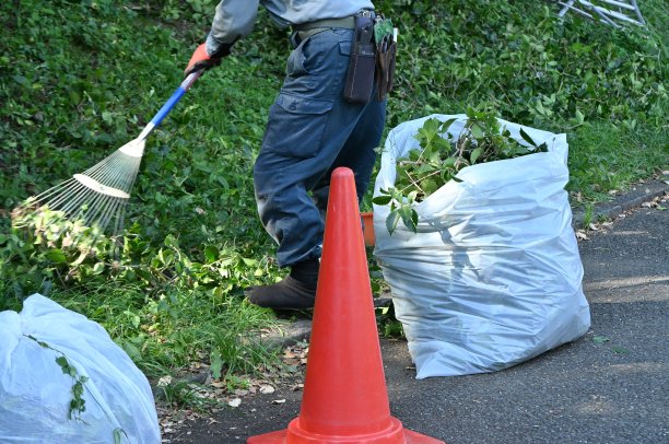 公园里修剪冬青树的场景。工作现场背景。图片下载