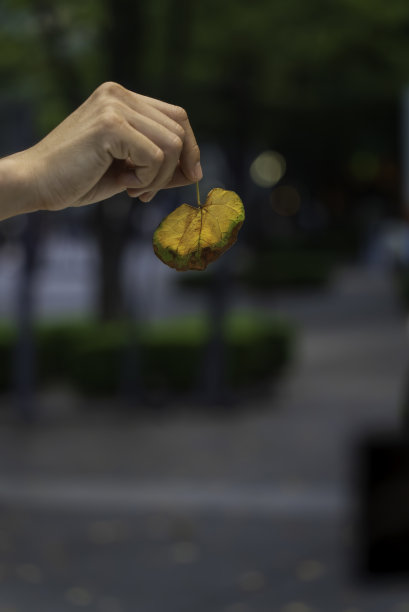 手握枯叶图片下载