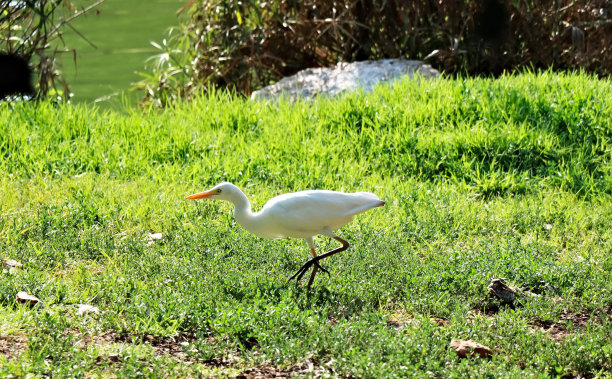 小心前进图片下载