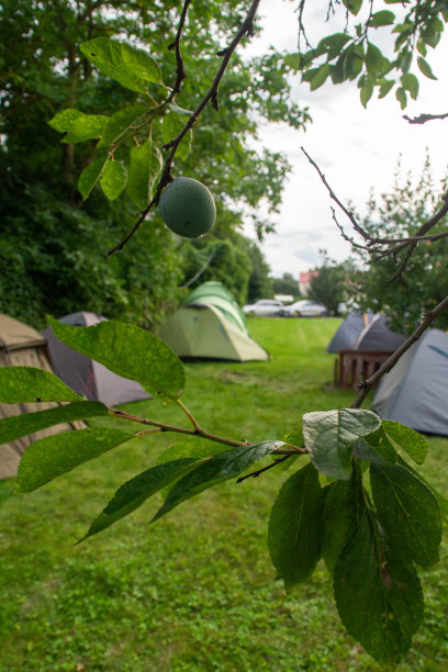 梅花和露营帐篷图片下载