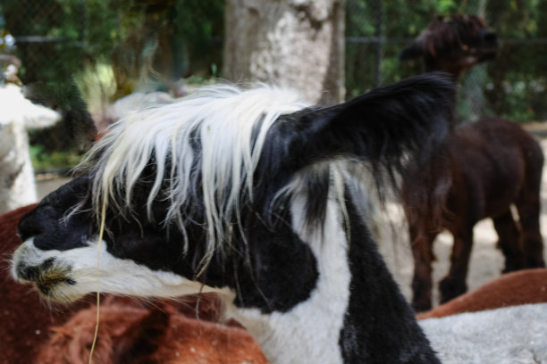 黑白羊驼的肖像图片下载