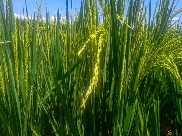 田野里绿色水稻的特写照片图片下载
