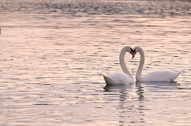 伏尔塔瓦河上两只天鹅色的水鸟形似天鹅心。一对天鹅恋人的浪漫情调照片。图片下载