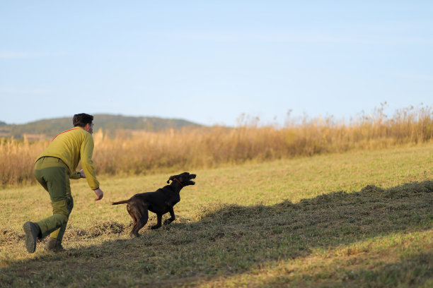 美丽的德国短毛猎犬和它的主人在户外服从训练。拿着猎犬画像的人。库存图片图片下载