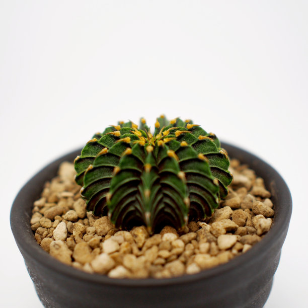 白底仙人掌LB2178花盆。用于插图或复制空间。图片下载