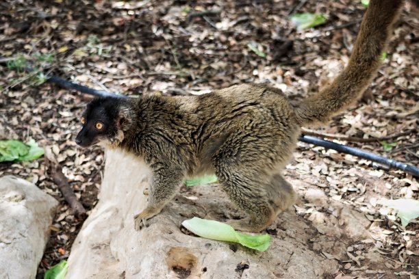 棕色狐猴图片下载