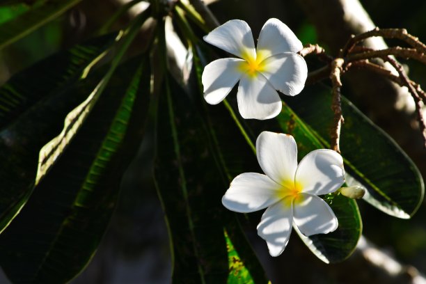 鸡蛋花花图片下载
