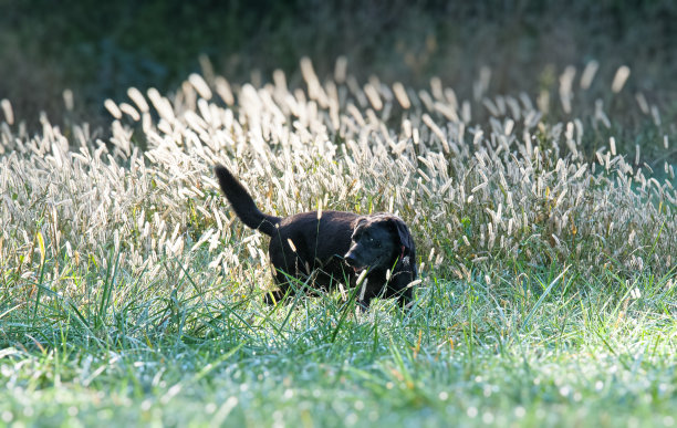 野外的黑狗图片下载