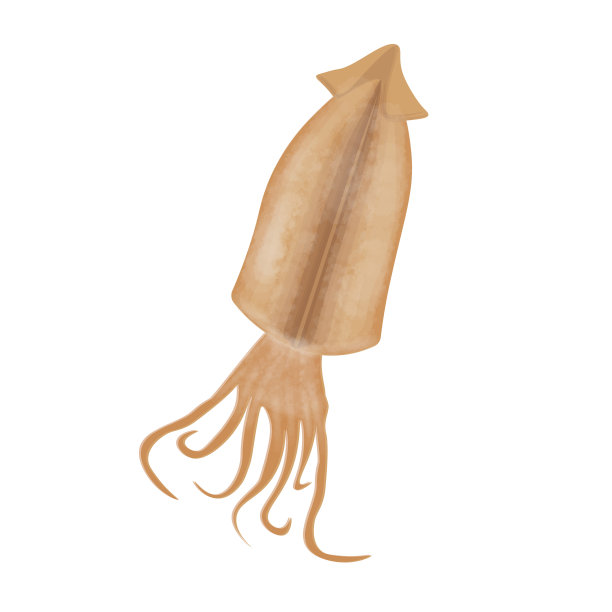 鱿鱼干图片下载